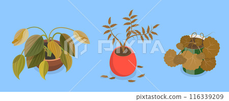 3D Isometric Flat Vector Set of Withered Houseplants In Pots, Fading Indoor Plants 116339209