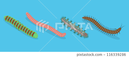 3D Isometric Flat Vector Set of Caterpillars And Worms, Biology and Education 3D Isometric Flat Vector Set of Caterpillars And Worms, Biology and Education 116339286