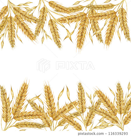 Wheat ears square frame. Barley stalks watercolor design for bread packaging, bakery branding. Rustic clipart for barn wedding invitations, save the date, Thanksgiving, Shavuot, labels and gift tags Wheat ears square frame. Barley stalks watercolor design for bread packaging, bakery branding. Rustic clipart for barn wedding invitations, save the date, Thanksgiving, Shavuot, labels and gift tags 116339293
