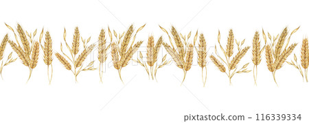Wheat stalks seamless border, barley ears ribbon. Watercolor illustration for harvest celebration, rustic designs, beer, bread, farming themes. Clipart for textiles, packaging, backgrounds, banner 116339334