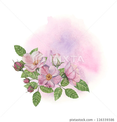 Pink rosehip flowers with green leaves on the abstract background. Rosa canina flower arrangement on watercolor stain. Floral dog rose clipart for greeting cards, invitations, label, cosmetics, napkin 116339386