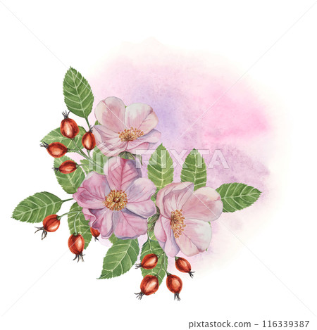 Red rosehip berries and Pink wild rose flowers with buds on watercolor stained background. Rosa canina plant branch with fruits. Dogrose clipart for botanical design, cards, invitations, scrapbooking 116339387