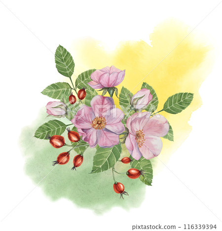 Red rosehip berries and Pink wild rose flowers with buds on watercolor stained background. Rosa canina plant branch with fruits. Dogrose clipart for botanical design, cards, invitations, scrapbooking 116339394