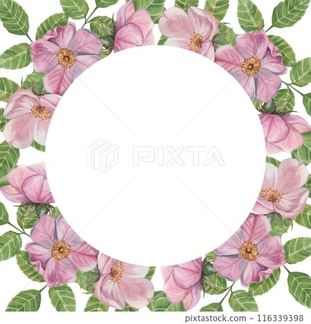 Pink Rosehip round frame template, wild rose flowers and leaves. Watercolor elegant design for birthday, anniversary, thank you, congratulations and mothers day cards, wedding invitation Pink Rosehip round frame template, wild rose flowers and leaves. Watercolor elegant design for birthday, anniversary, thank you, congratulations and mothers day cards, wedding invitation 116339398