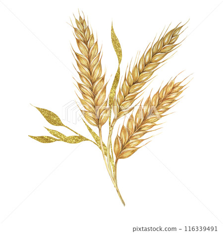 Wheat ears bouquet. Barley stalks watercolor design with gold elements. Rustic clipart for barn wedding invitations, save the date, Thanksgiving, Shavuot, bakery design, labels and gift tags Wheat ears bouquet. Barley stalks watercolor design with gold elements. Rustic clipart for barn wedding invitations, save the date, Thanksgiving, Shavuot, bakery design, labels and gift tags 116339491