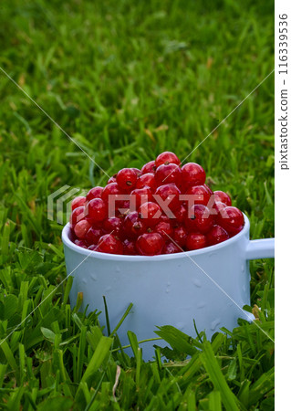 Red currant on green grass background in white cup, on the spoon 116339536