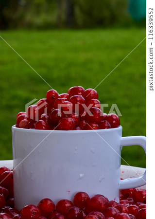 Red currant on green grass background in white cup, on the spoon 116339552
