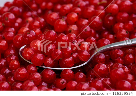 Red currant on green grass background in white cup, on the spoon 116339554