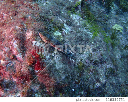 A red-spotted lancefish resting on the sandy bottom of the sea 116339751
