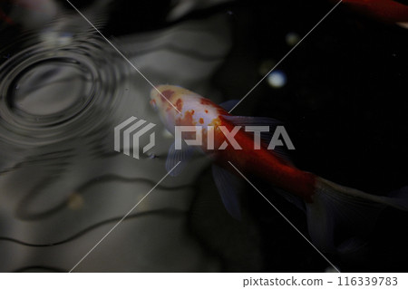 Goldfish Goldfish 116339783