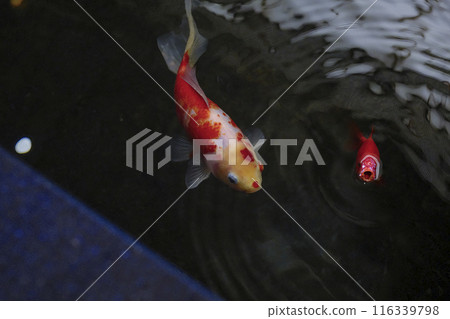 Goldfish   116339798