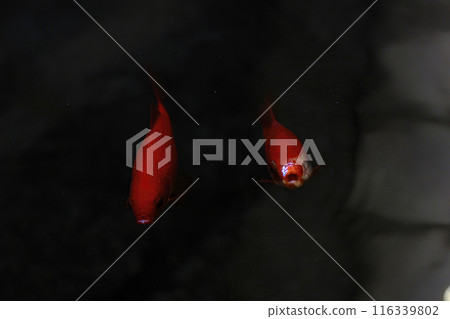 Goldfish Goldfish 116339802