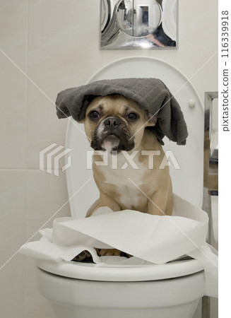 A charming bulldog dog sits on the toilet in a restroom amidst lots of toilet paper, with a bath towel on his head. A charming bulldog dog sits on the toilet in a restroom amidst lots of toilet paper, with a bath towel on his head. 116339918