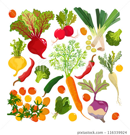 Vegetable set. Summer vegetables and greenery on light background. Tomato, carrot, pepper, beetroot, broccoli, radish, rutabaga, turnip, spinach. Vector vegetables isolated on white background 116339924