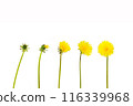 Evolution concept, phases of dandelion growing to blossoming, white paper background. 116339968