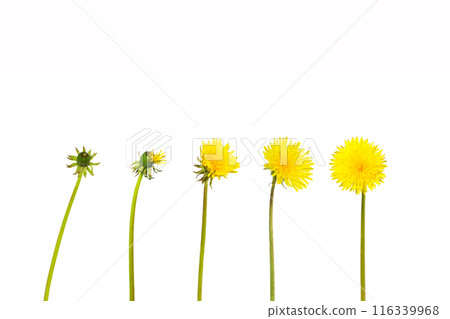 Evolution concept, phases of dandelion growing to blossoming, white paper background. 116339968