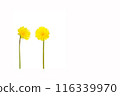 Two solitary, bright yellow, isolated dandelions on a white background 116339970