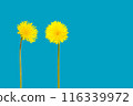 Two solitary, bright yellow, isolated dandelions on a vibrant blue background 116339972