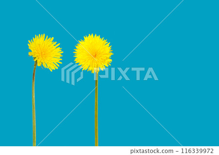 Two solitary, bright yellow, isolated dandelions on a vibrant blue background Two solitary, bright yellow, isolated dandelions on a vibrant blue background 116339972