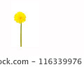 Dandelion flower isolated on a white background. A bright yellow dandelion close up. Flower head. 116339976