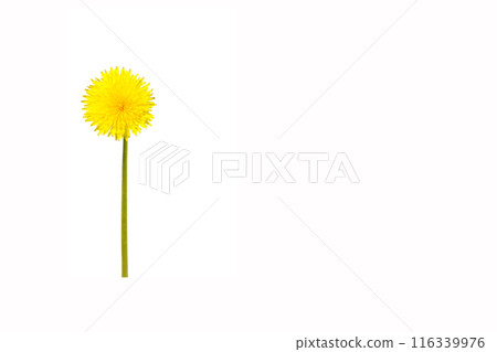 Dandelion flower isolated on a white background. A bright yellow dandelion close up. Flower head. 116339976
