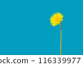 Isolated single vibrant yellow dandelion on bright blue background for text overlay 116339977