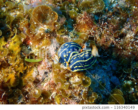 Two green sea slugs mating on a rock in the ocean Two green sea slugs mating on a rock in the ocean 116340149
