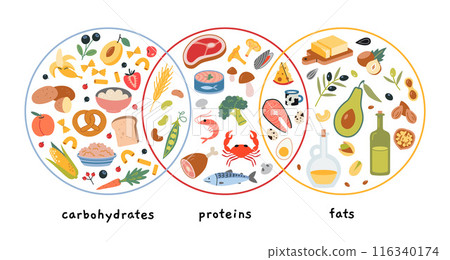 Carbohydrate, protein and fat sources product infographic. Healthly food set with meat, cereals, seafood, vegetables, fruits and berries. Vector illustration isolated on white, hand drawn, flat 116340174