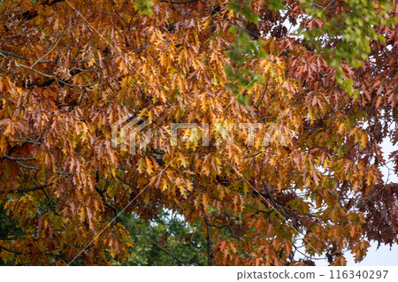 The tree is adorned with an abundance of lush green leaves 116340297