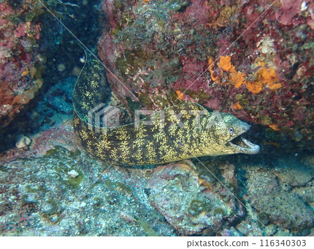 A moray eel peeking out from between underwater rocks A moray eel peeking out from between underwater rocks 116340303