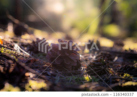 Sunlight filters through the canopy, casting a golden glow on pine cones in the forest Sunlight filters through the canopy, casting a golden glow on pine cones in the forest 116340337