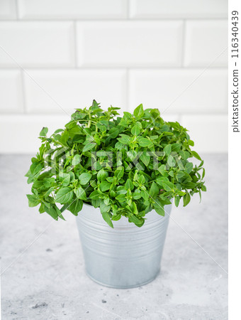 A pot of fresh basil on a white brick background. The concept of organic food. A pot of fresh basil on a white brick background. The concept of organic food. 116340439