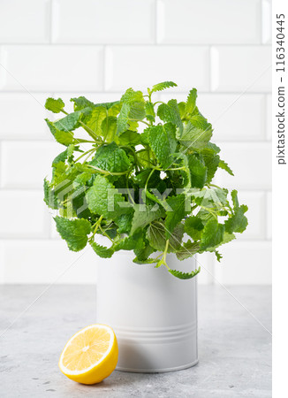 A fresh mint in a metal jar and lemon on a white brick background.  116340445