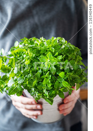 A fresh basil in a metal pot in hand on  gray background. The concept of organic food.  116340449