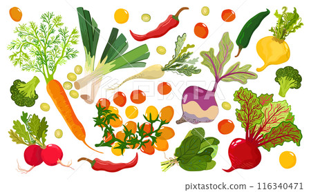 Vegetable set. Summer vegetables and greenery on light background. Tomato, carrot, pepper, beetroot, broccoli, radish, rutabaga, turnip, spinach. Vector vegetables isolated on white background Vegetable set. Summer vegetables and greenery on light background. Tomato, carrot, pepper, beetroot, broccoli, radish, rutabaga, turnip, spinach. Vector vegetables isolated on white background 116340471