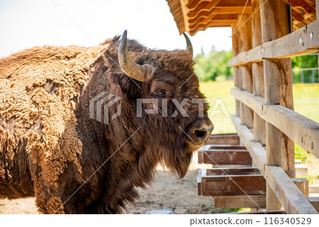 bison feeds in the national park, at a feeder. Bison at the feeder in the forest 116340529