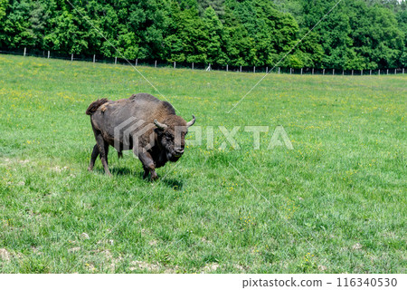 European bison adult female in forest, an endangered species. European bison adult female in forest, an endangered species. 116340530