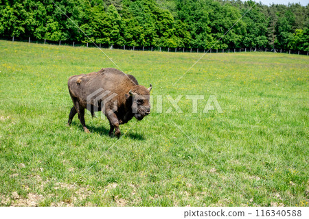 European bison adult female in forest, an endangered species. European bison adult female in forest, an endangered species. 116340588