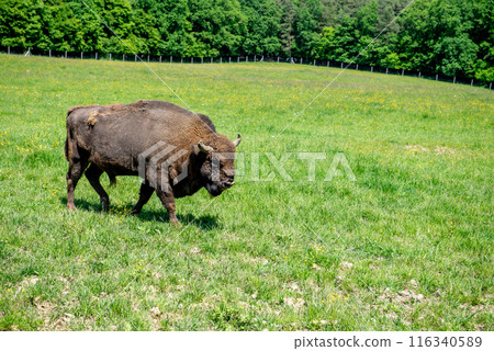 European bison adult female in forest, an endangered species. European bison adult female in forest, an endangered species. 116340589