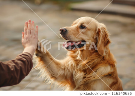 Cute dog giving high five to owner. Training in park Cute dog giving high five to owner. Training in park 116340686