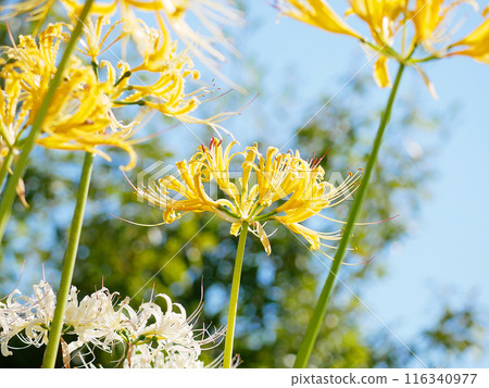 映襯著藍天的黃色彼岸花 映襯著藍天的黃色彼岸花 116340977