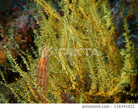 Kudagombe，一種生活在黃色軟珊瑚中的紅色魚 116341022