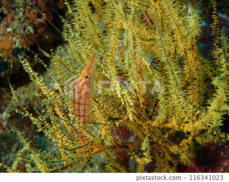 Kudagombe，一種生活在黃色軟珊瑚中的紅色魚 116341023