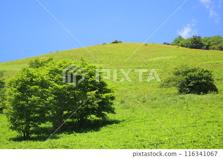 霧降高原及週邊風景 116341067