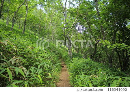 霧降高原及週邊風景 116341090