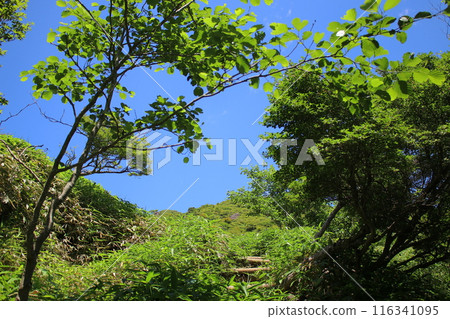 霧降高原及週邊風景 116341095