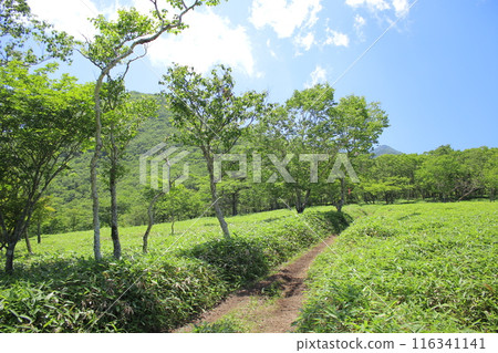 霧降高原及週邊風景 116341141