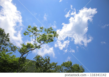 Kirifuri Plateau and its surrounding scenery 116341142