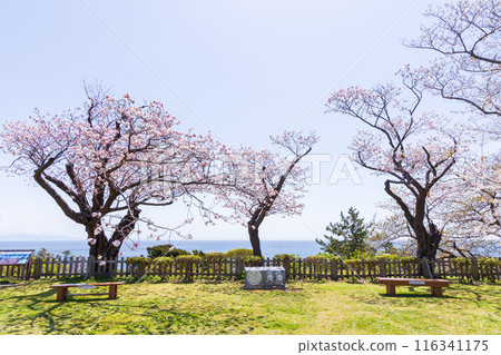 Top 100 Cherry Blossom Spots in Japan: Matsumae Park, Hokkaido Top 100 Cherry Blossom Spots in Japan: Matsumae Park, Hokkaido 116341175
