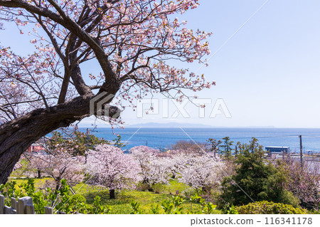 日本賞櫻勝地100選:北海道松前公園 日本賞櫻勝地100選:北海道松前公園 116341178